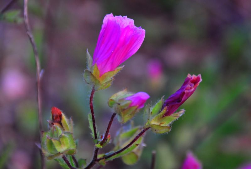 pianta dai fiori rosa acceso - Malope malacoides